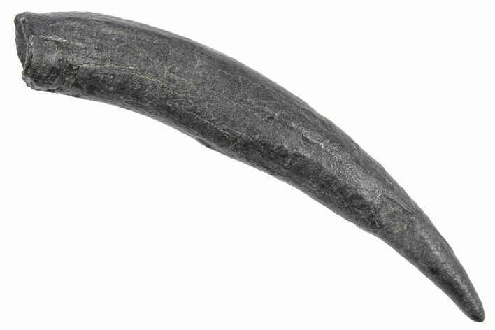 Fossil Pygmy Sperm Whale (Kogiopsis) Tooth - South Carolina #239781